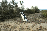 Пингвин в минизарослях пампасов