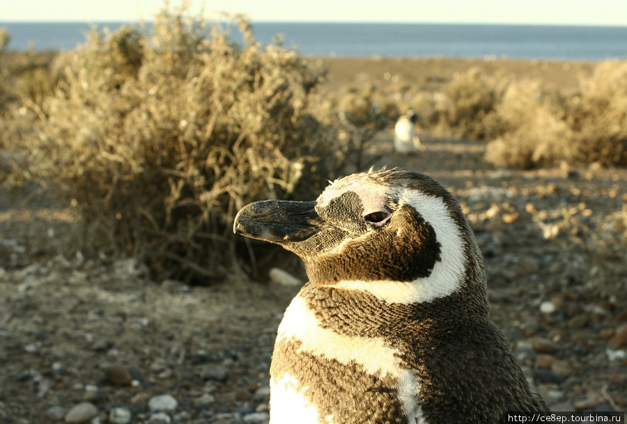 Увидеть полмиллиона магелланских пингвинов Трелев, Аргентина