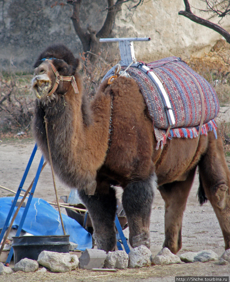 Верблюд... на египетского совсем не похож Каппадокия - Гереме Национальный Парк, Турция
