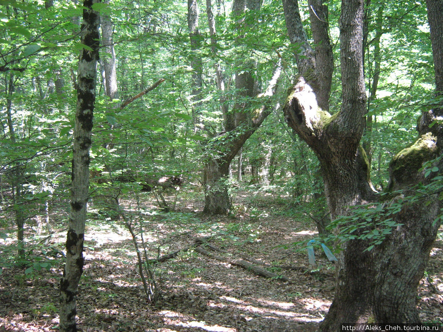 А вот такой лес на горе Аю-Даг Республика Крым, Россия