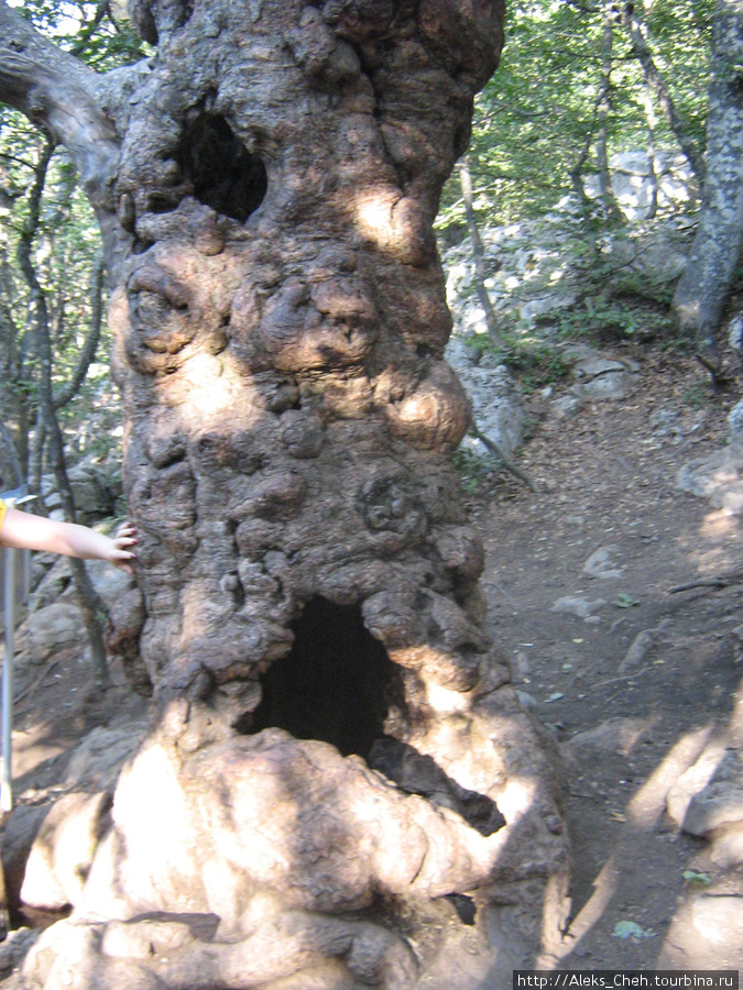 Дерево-отшельник — тис ягодный, очень редкое. Республика Крым, Россия