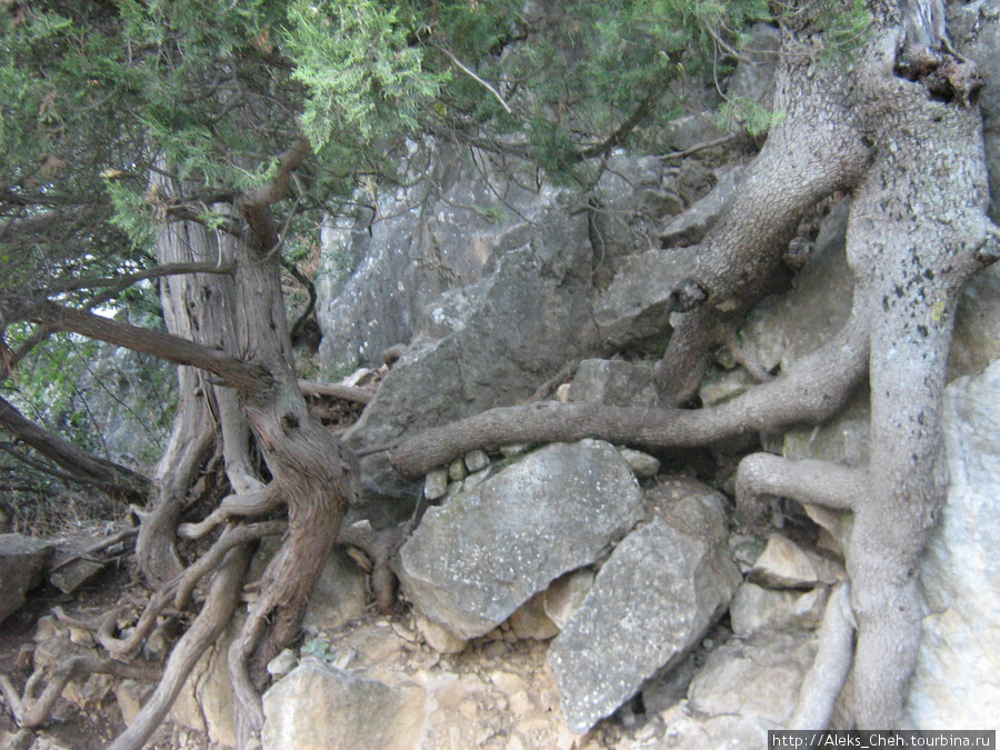 Часто в горах деревья растут вот в таких условиях, борясь с камнем. Республика Крым, Россия