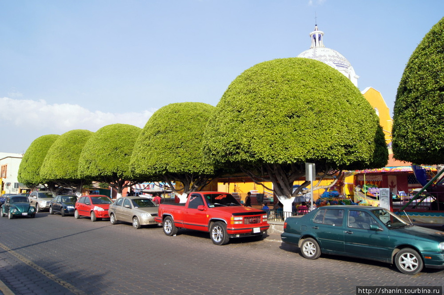Ряд подстриженных деревье Тласкала-де-Хикотенкатль, Мексика