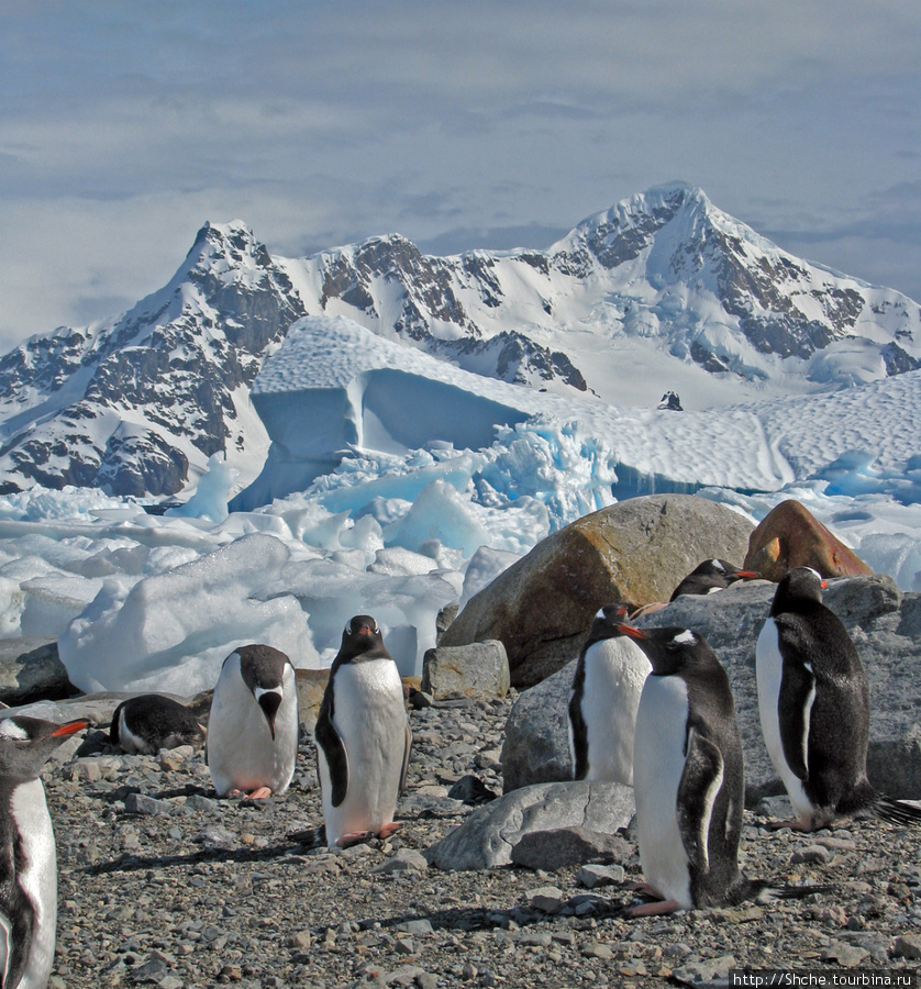 Чилийская антарктическая база Gonz. Videla в заливе Paradise Антарктическая станция Гонсалес-Видела (Чили), Антарктида