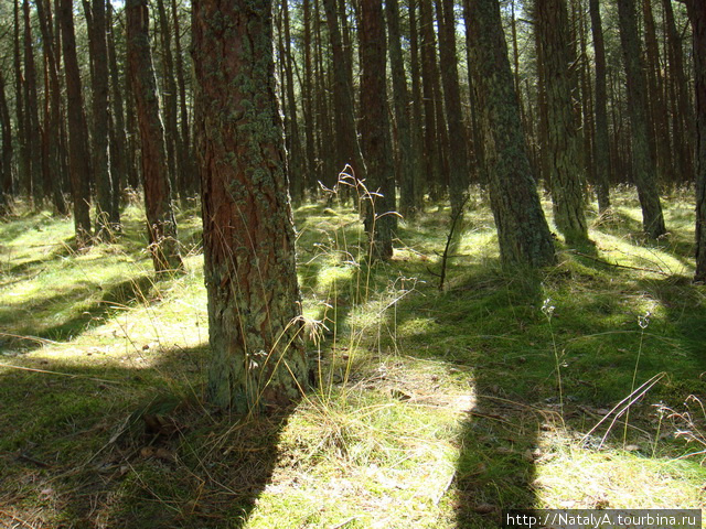 Куршская Коса. Маршрут «Танцующий лес». Куршская Коса Национальный Парк, Россия