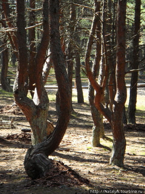 Куршская Коса. Маршрут «Танцующий лес». Куршская Коса Национальный Парк, Россия