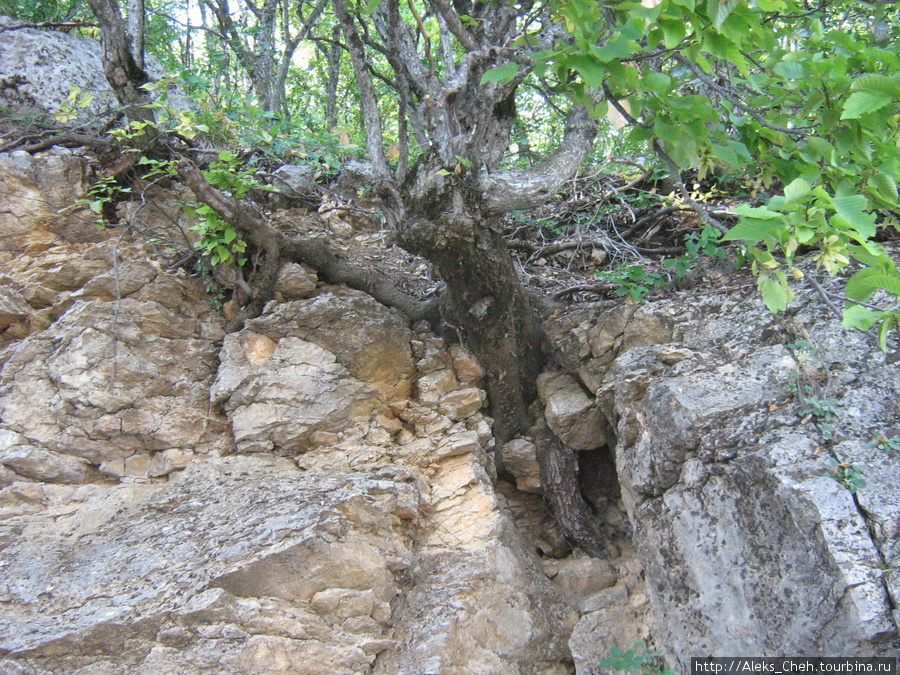 Трудновато живется деревьям на таких почвах. Хотя бывает и похуже. Республика Крым, Россия