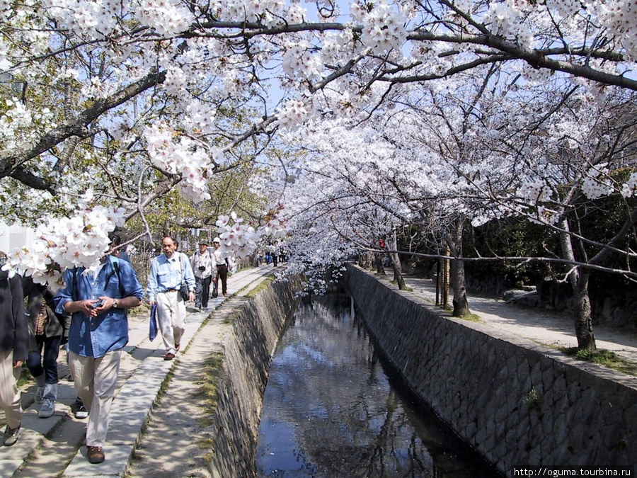 Тетцугаку мичи в Киото. Просто много деревьев сакуры вдоль канала, проход свободный Япония
