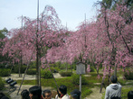 Храм Хэйан, Киото. В нём есть красивый сад сакуры вида бенисидарезакура