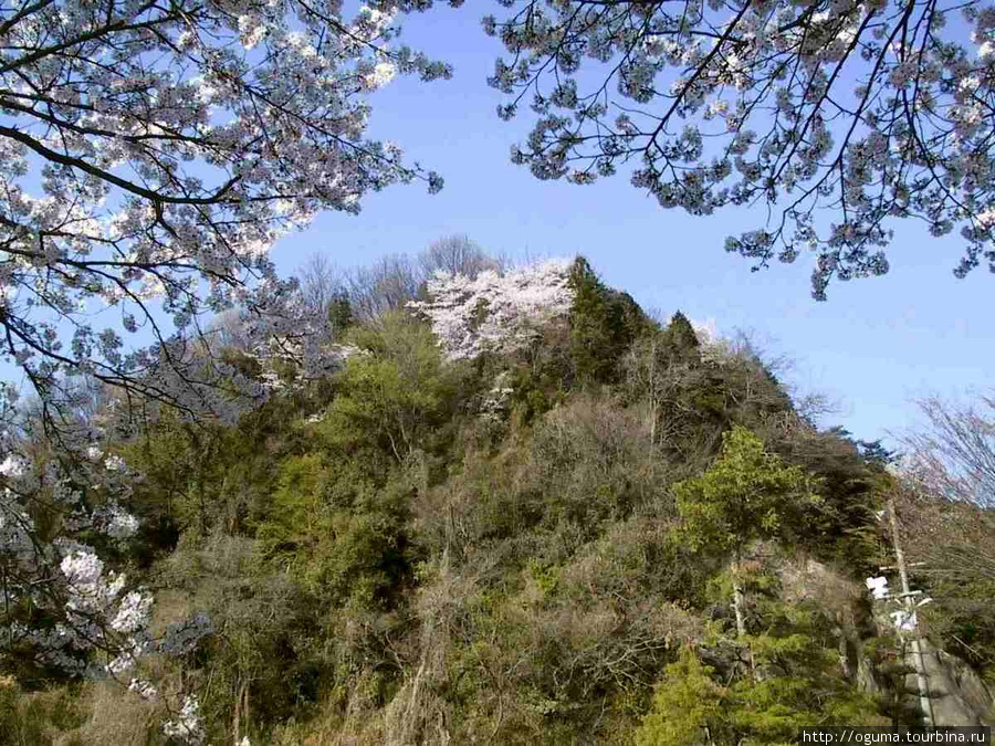 сакура в горах Япония