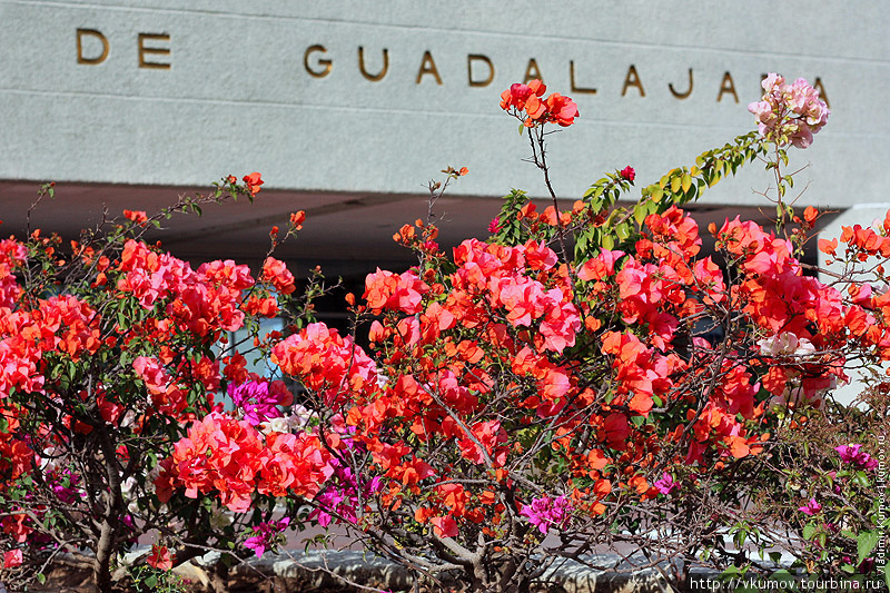 А это вход в университет. И куст Бугамбилии. Она цветёт фиолетовыми, розовыми и белыми цветами. Вероятно, самое распространённое растение в Мексике. Гвадалахара, Мексика