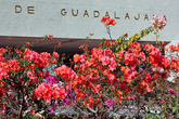 А это вход в университет. И куст Бугамбилии. Она цветёт фиолетовыми, розовыми и белыми цветами. Вероятно, самое распространённое растение в Мексике.