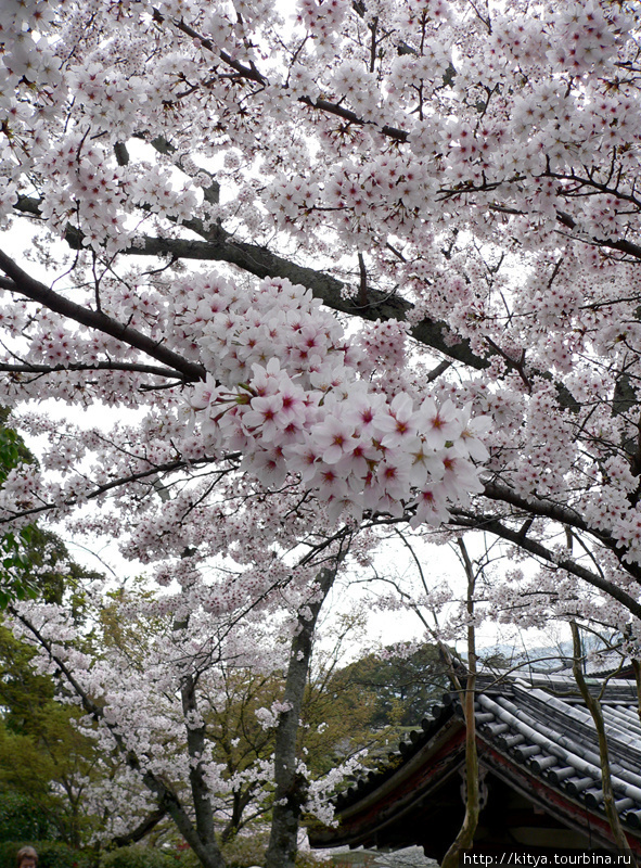 Киото в цвету Киото, Япония