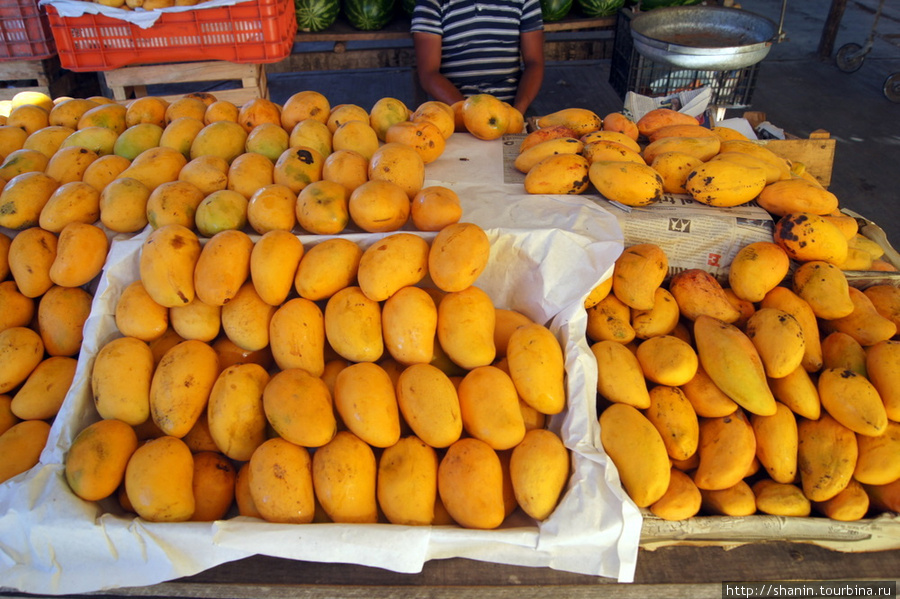 Сезон манго в Четумале Четумаль, Мексика