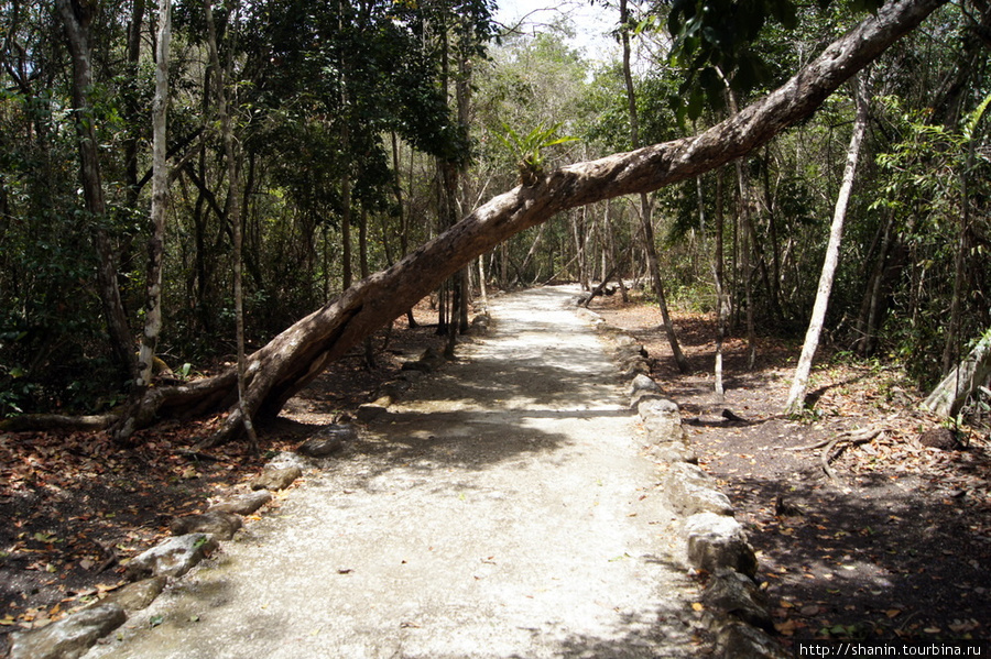 Дорога через лес к руинам Шпухиль, Мексика