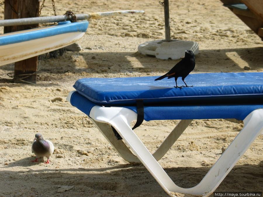 Птичье население Эйн-Бокек, Израиль