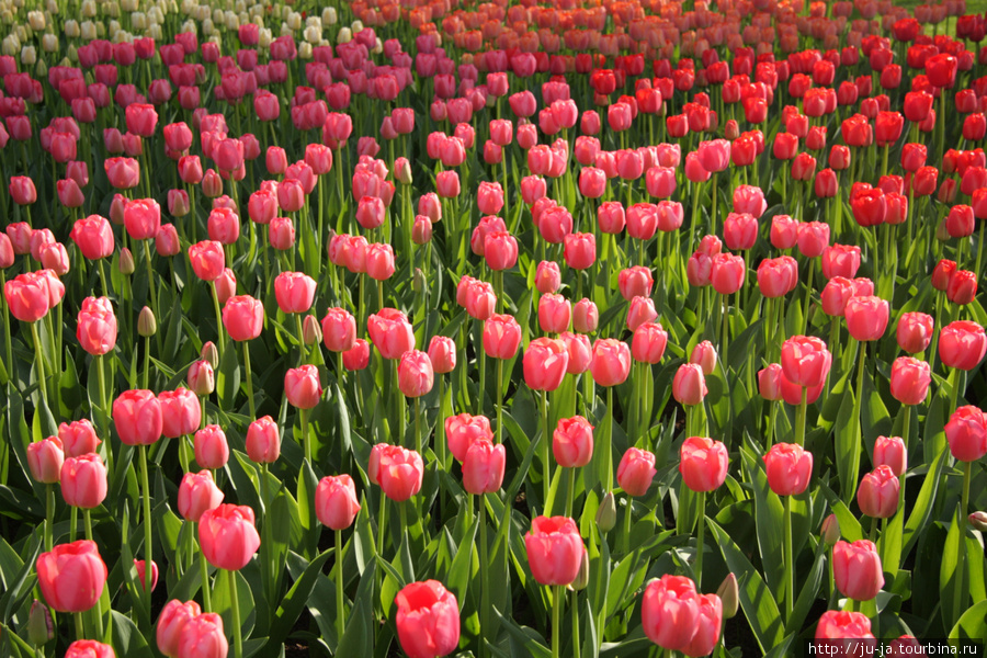 Тюльпановый парк Кёкенхоф Кёкенхоф, Нидерланды