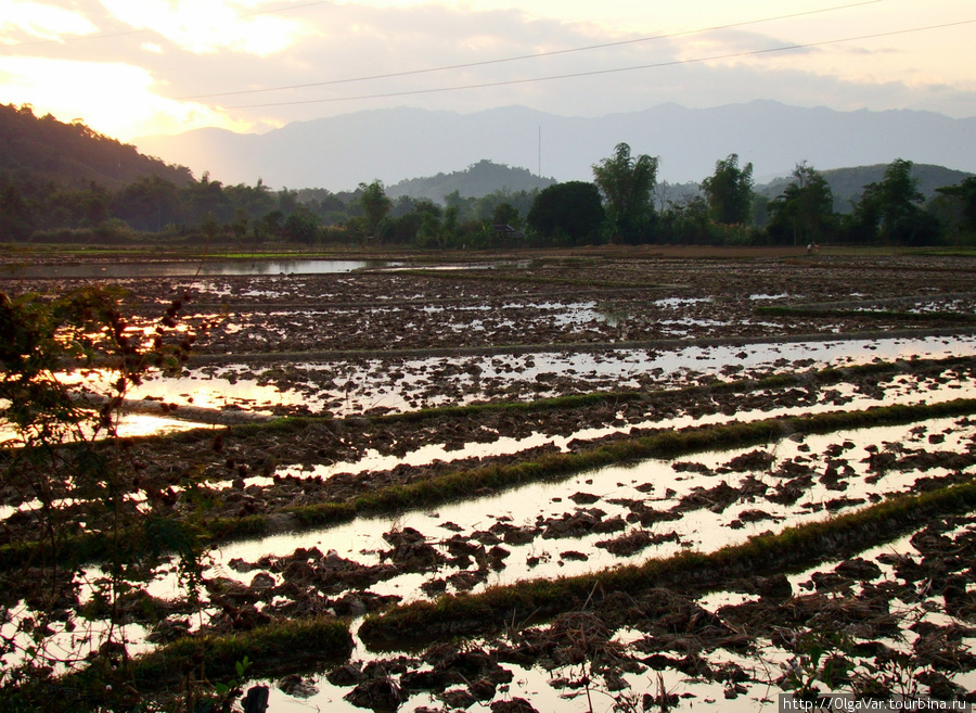 Рисовые поля Лаоса Провинция Луангпрабанг, Лаос