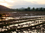 Рисовые поля Лаоса