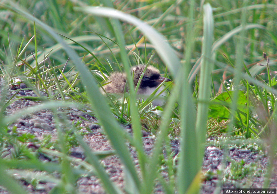 Быстро в траве обнаружили птенца... Вау, стоп машина, будем снимать... Риф, Исландия