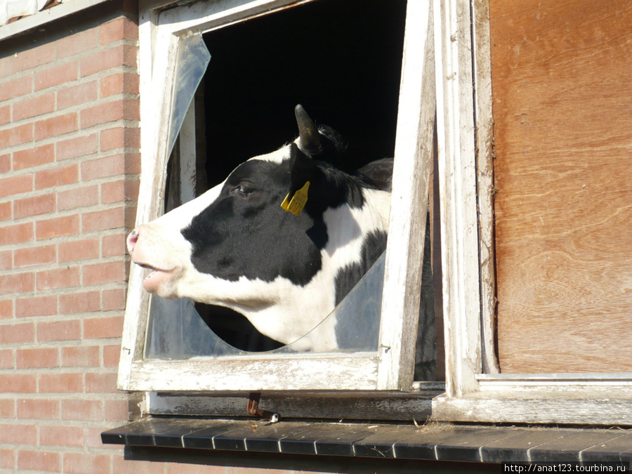 Сыроварня в пригороде Амстердам, Нидерланды