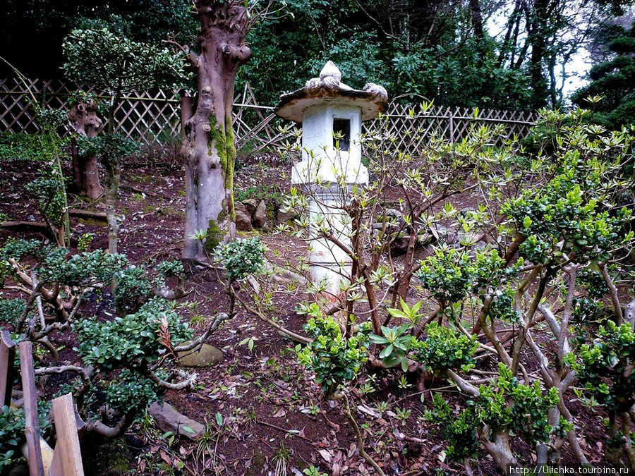 Композиции миниатюрных садиков японского стиля из карликовых растений. Мцване-Концхи, Грузия