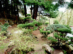 Композиции миниатюрных садиков японского стиля из карликовых растений.