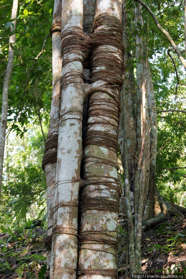 Связанные одной лианой деревья Тикаль Национальный Парк, Гватемала