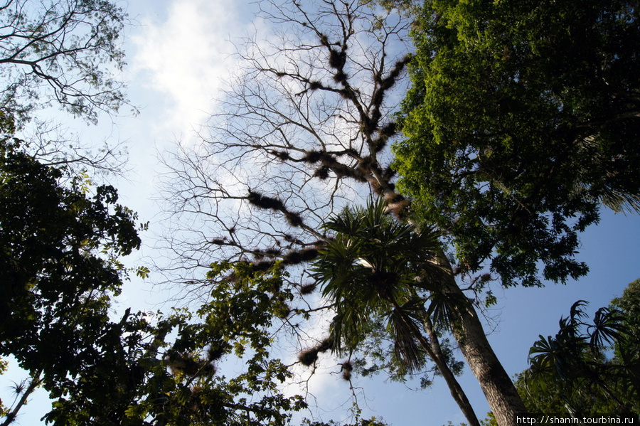 Затерянный мир Тикаль Национальный Парк, Гватемала