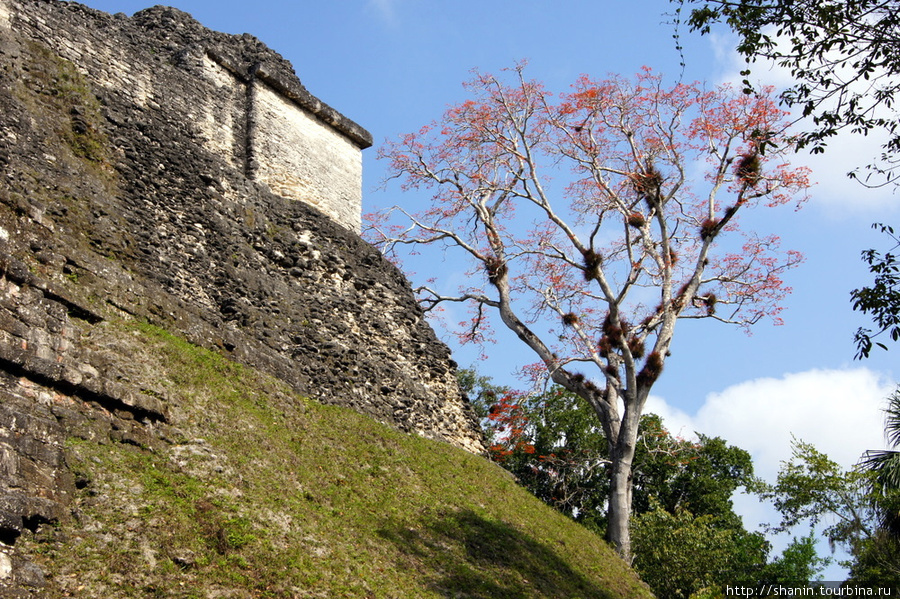Пирамида в Заброшенном мире Тикаль Национальный Парк, Гватемала