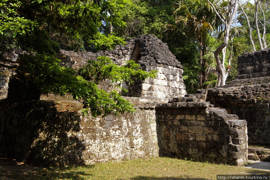 Руины Заброшенного мира Тикаль Национальный Парк, Гватемала