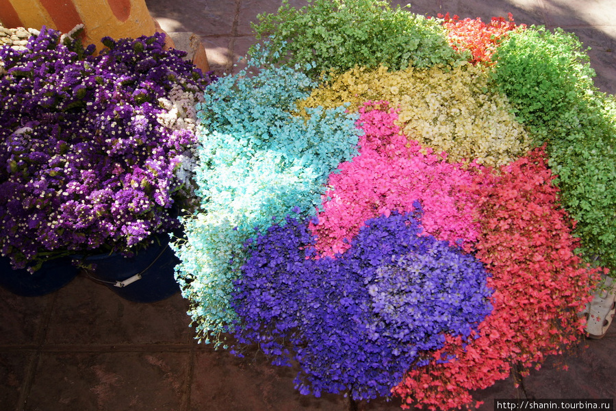 Цветы в Чикимуле Чикимула, Гватемала