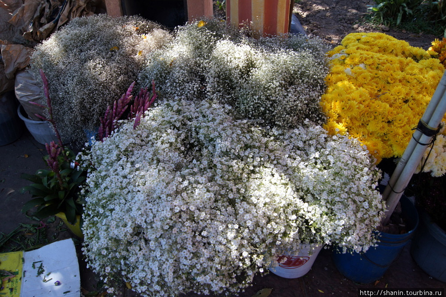 Цветы на продажу Чикимула, Гватемала