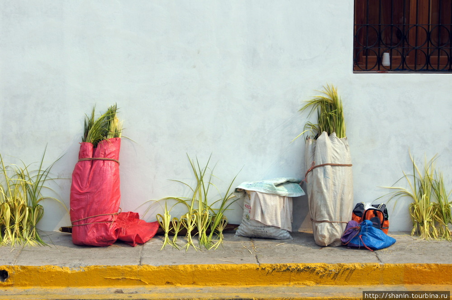 Приметы пальмового воскресения Камаягуа, Гондурас