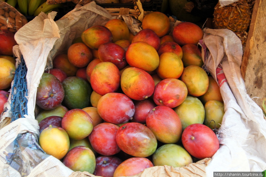 Красные манго Копан-Руинас, Гондурас