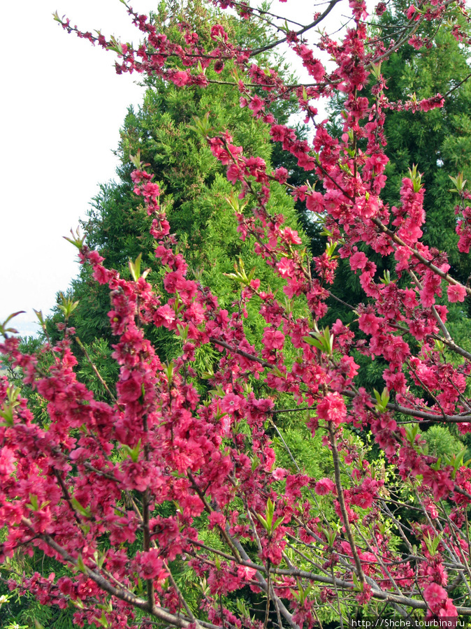 цветущий персик Япония