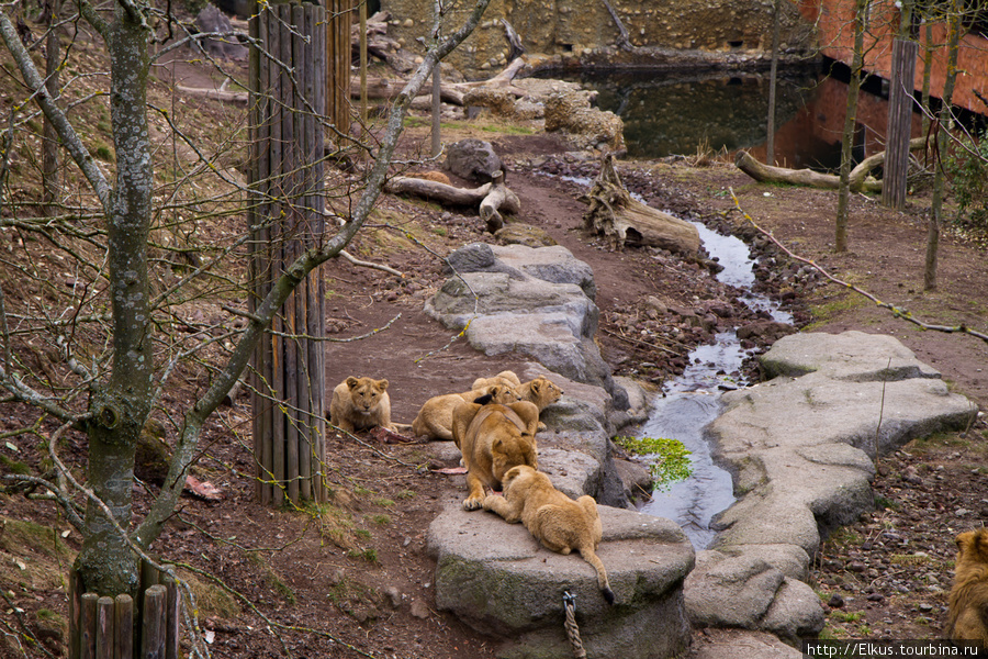 Зоопарк Цюриха Цюрих, Швейцария