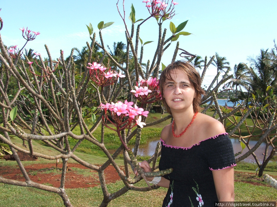 Зачем дереву листья, когда у него такие цветы. Моя любимая плюмерия. Остров Кауаи, CША