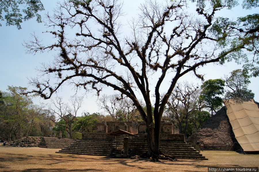 Дерево на площади перед пирамидой с иероглифами Копан-Руинас, Гондурас