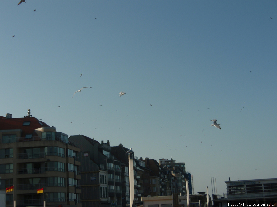 Полчища птиц кружат над городом Остенде, Бельгия