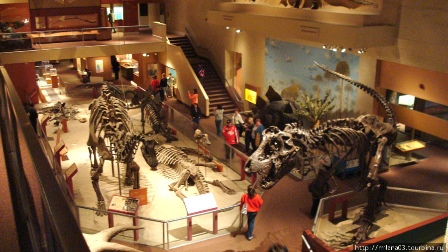 Динозаврики Вашингтон, CША