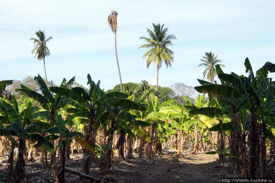 Банановая плантация на острове Ометепе Остров Ометепе, Никарагуа