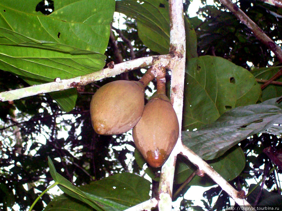 Плоды из сада Регион Мадре-де-Диос, Перу