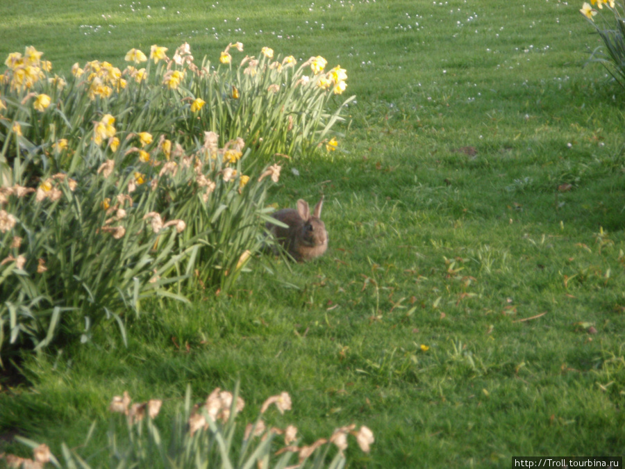 Кролик Остенде, Бельгия
