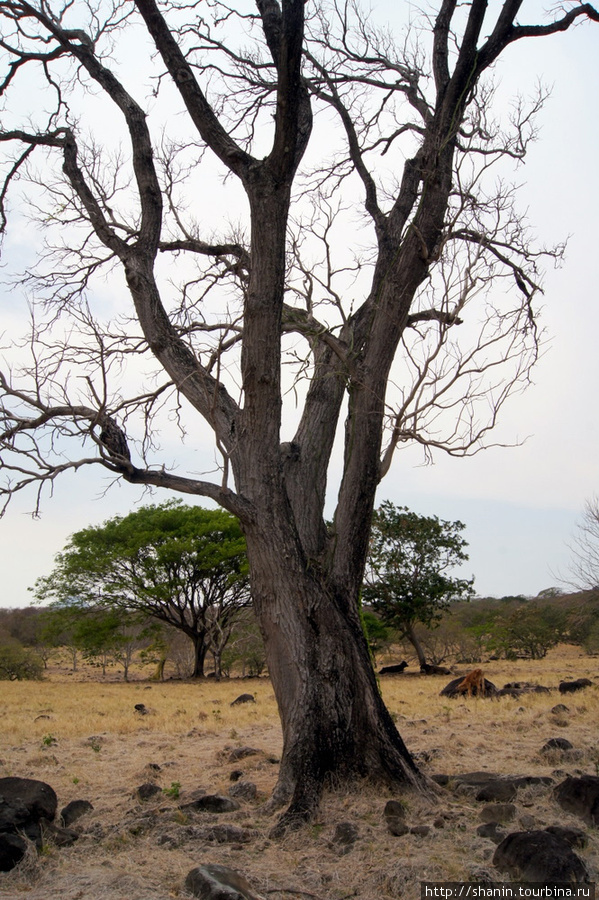 Засохшее дерево Остров Ометепе, Никарагуа