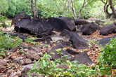 Вулканические камни