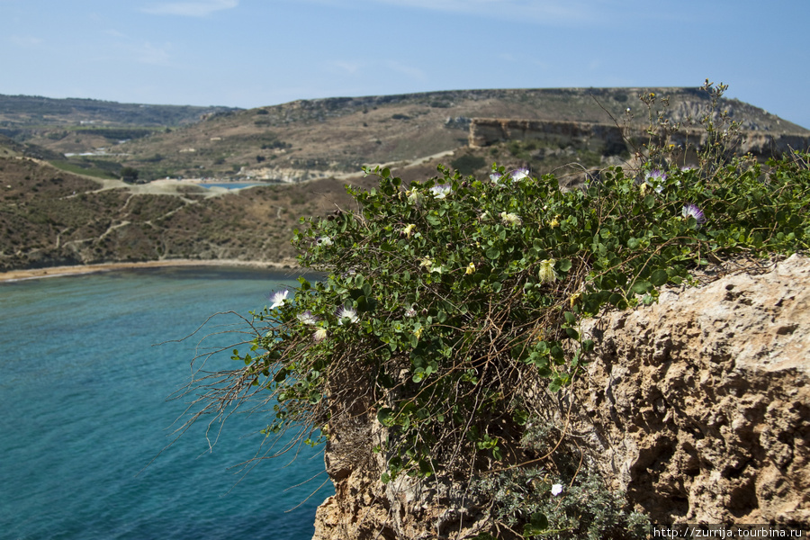 Каперсы (Мальта и Гозо) Остров Мальта, Мальта