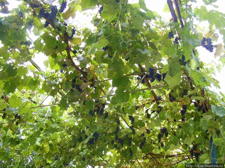 Южный виноград