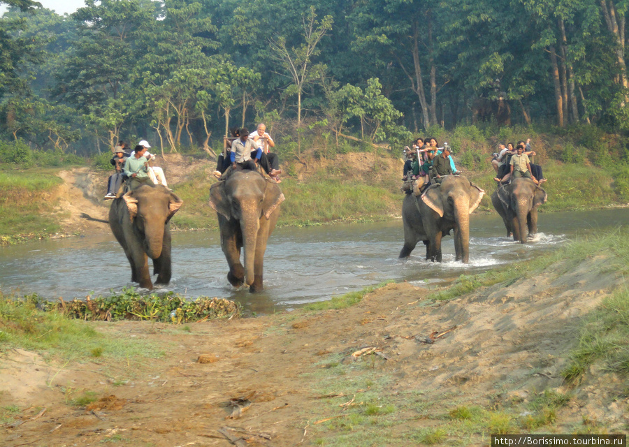Вот такой армадой туристы движутся в джунгли (и наивно надеятся увидеть там диких животных). Непал