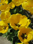 Солнечные тюльпаны